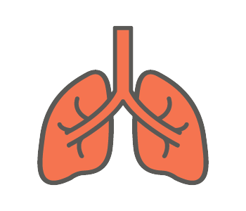 Lungs