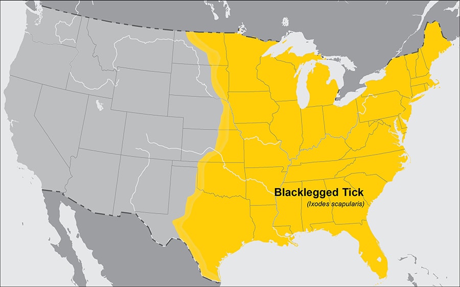 Approximate distribution of the Blacklegged tick in the United States of America. The map shows that the blacklegged tick is widely distributed across the entire eastern half of the United States.