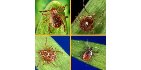 Montage of four ticks: Brown Dog Tick, Lone Star Tick, American Dog Tick, and Blacklegged Tick.