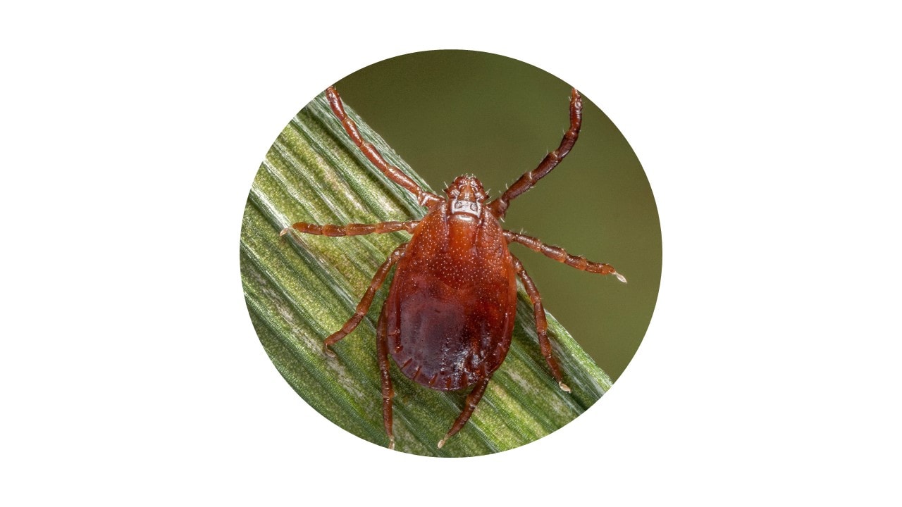 Asian longhorned tick