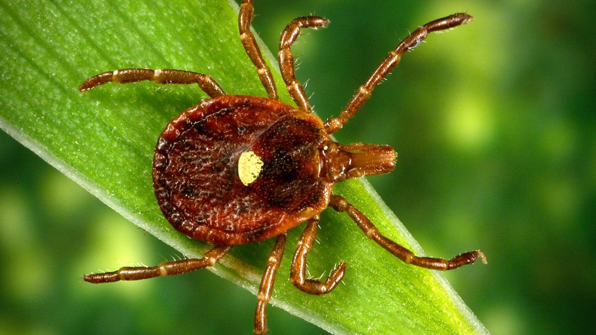 Lone star tick on a blade of grass