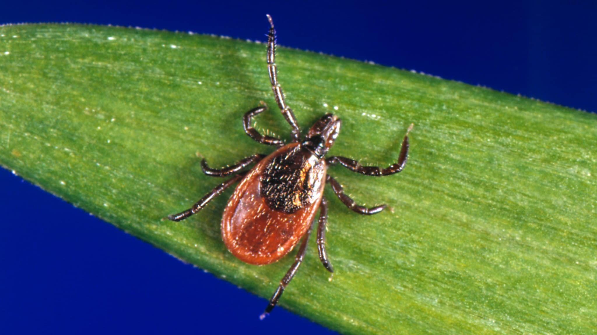 Blacklegged tick on a blade of grass