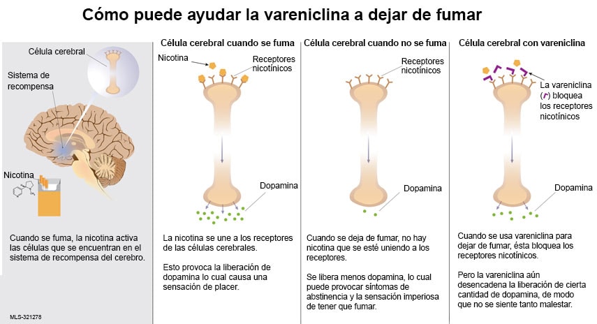 Cómo puede ayudar la vareniclina a dejar de fumar