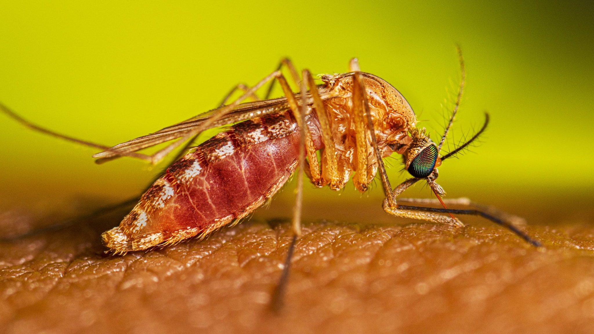 Mosquito full of blood on a person's arm