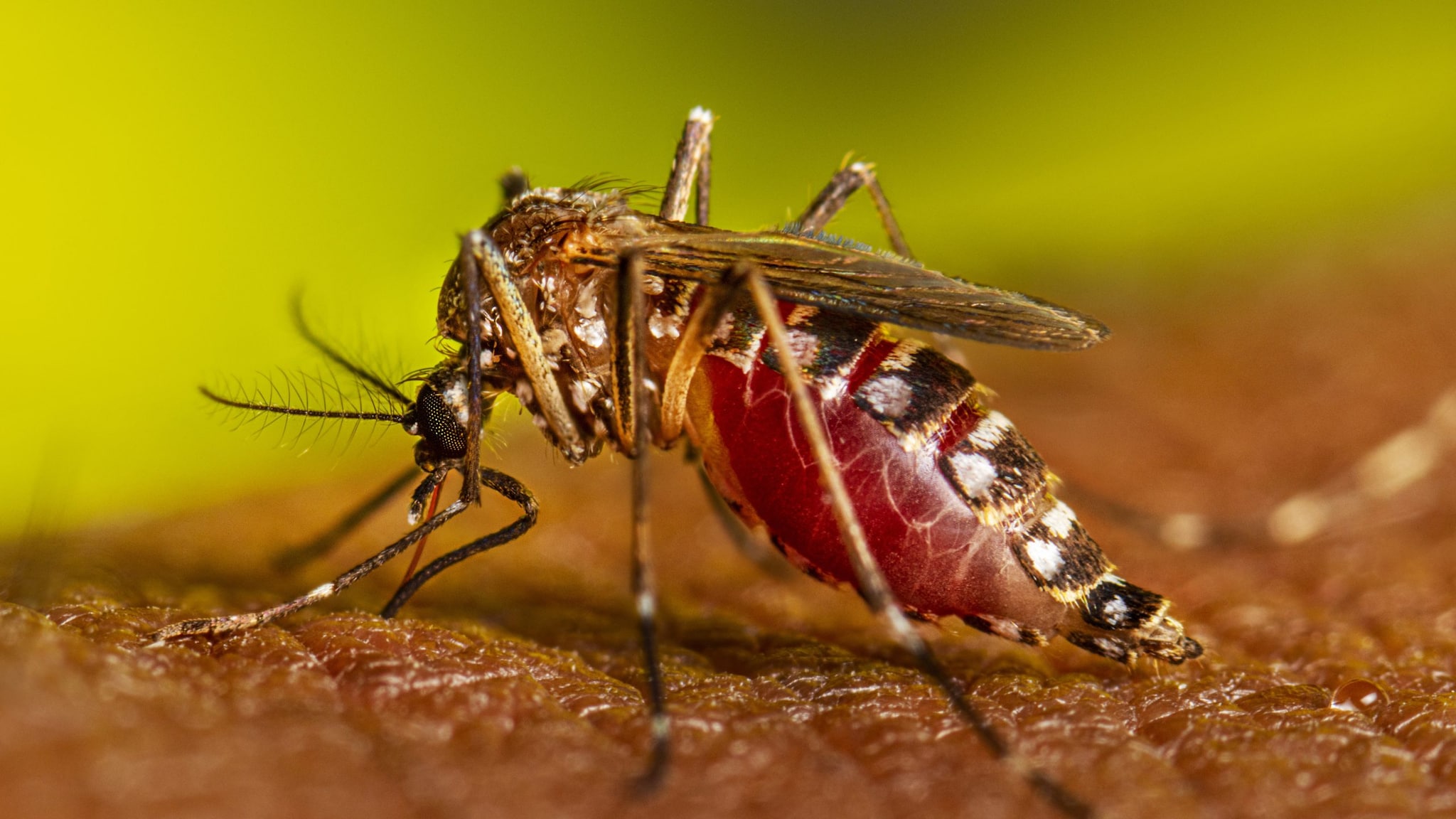 A female Aedes aegypti mosquito as she was obtaining a blood-meal from a human host through her fascicle.