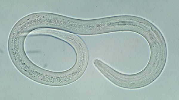 Filariform  hookworm larva